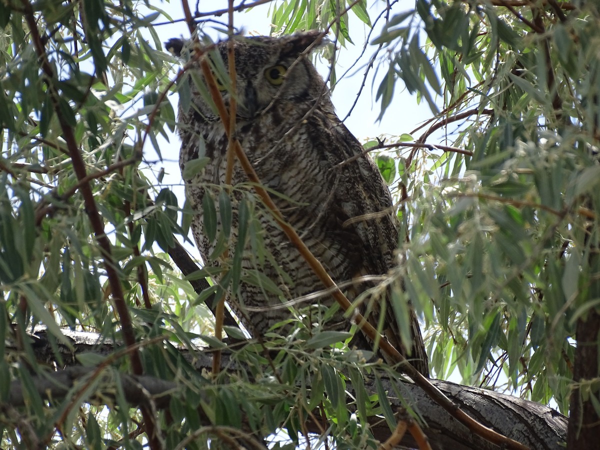 Great Horned Owl - ML620231091
