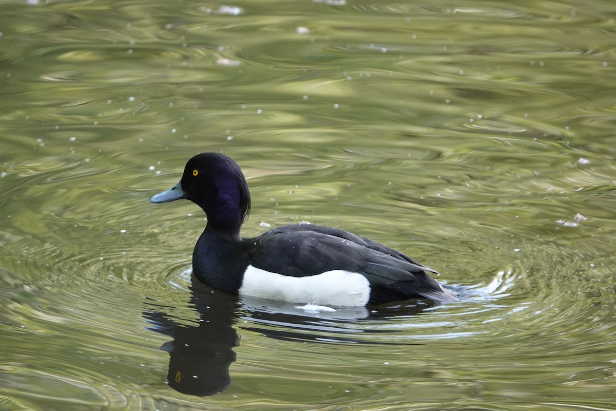 Tufted Duck - ML620231092