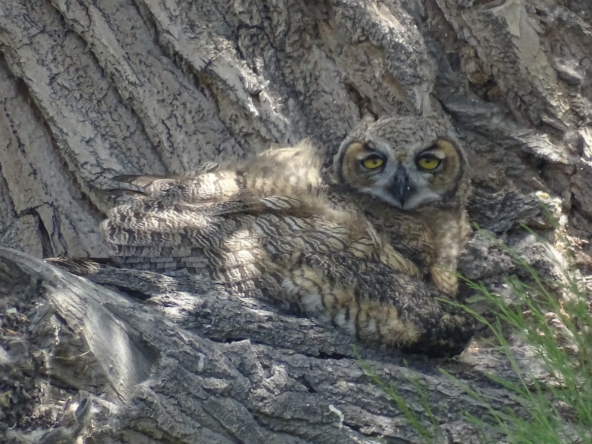 Great Horned Owl - ML620231093