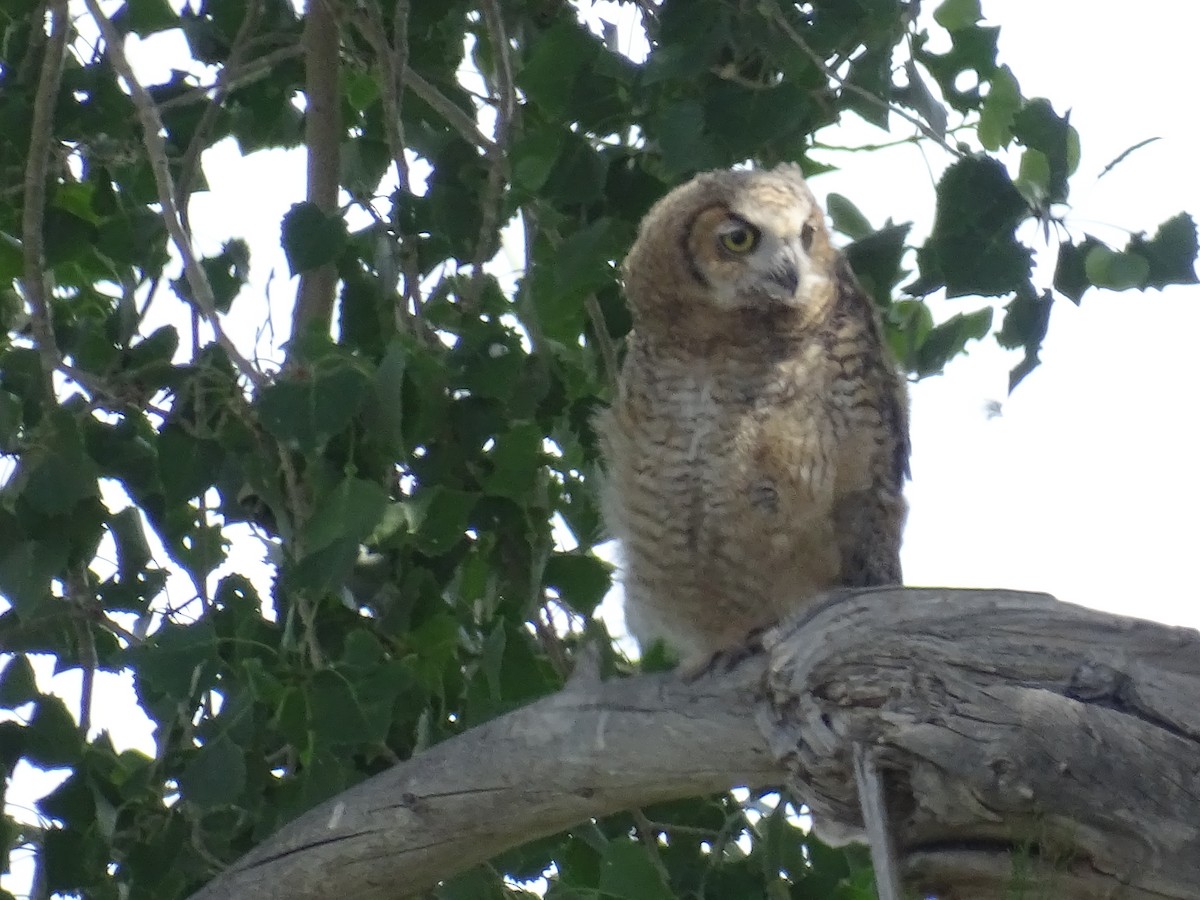 Great Horned Owl - ML620231096