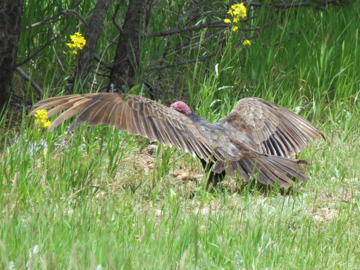 Turkey Vulture - ML620231104