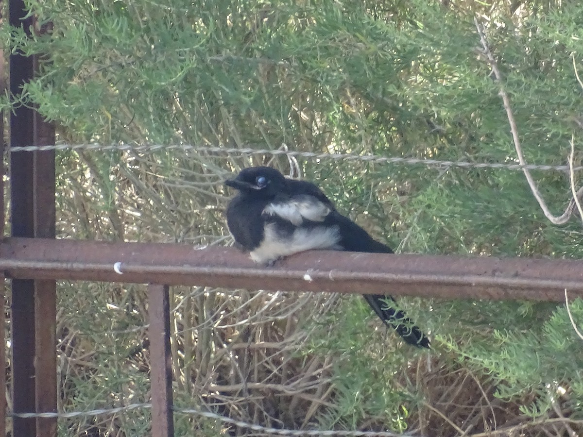 Black-billed Magpie - Teri Ligon