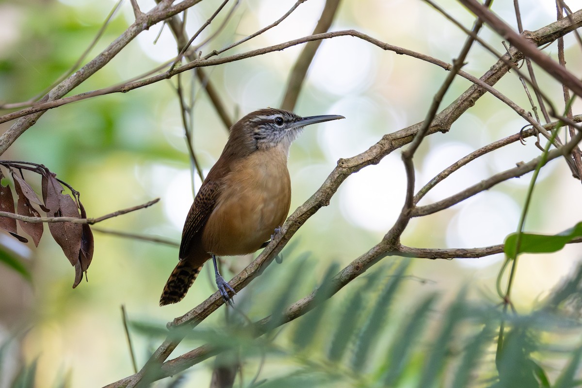 Long-billed Wren - ML620231118