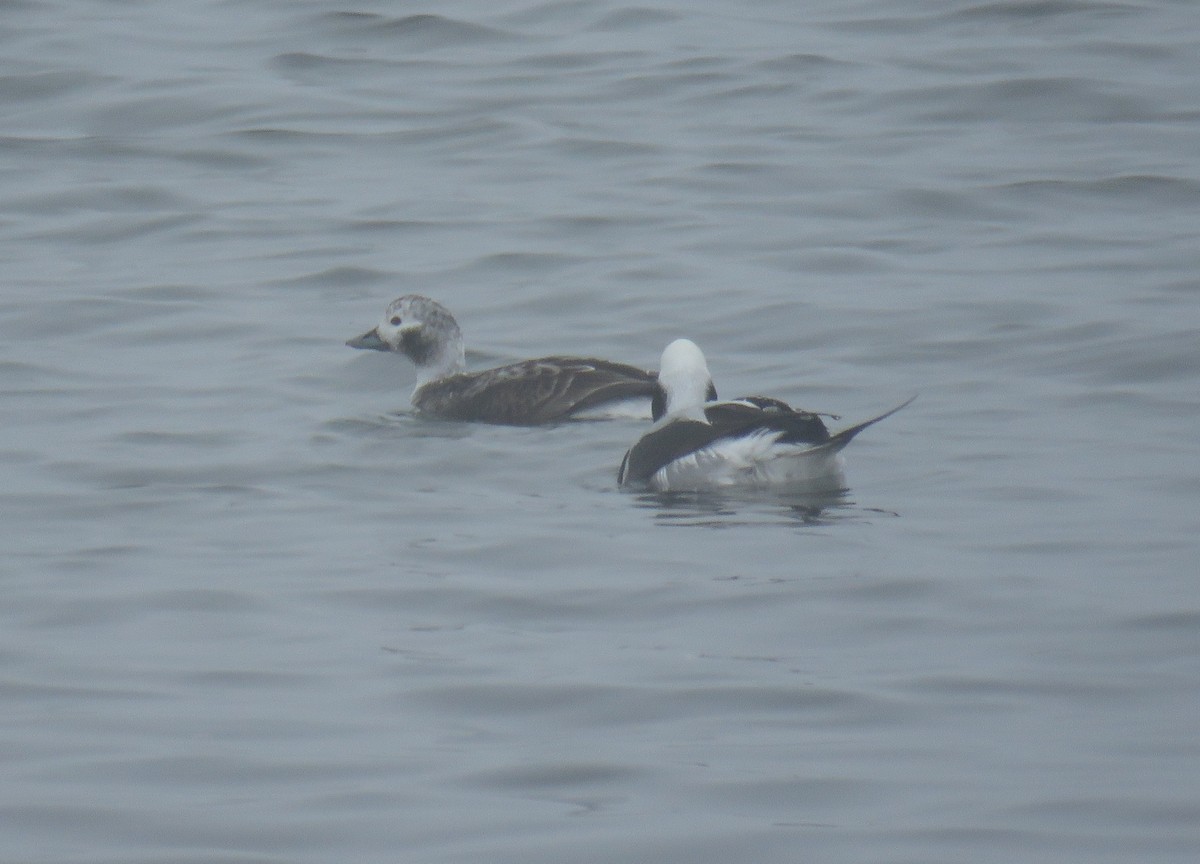 Long-tailed Duck - ML620231126