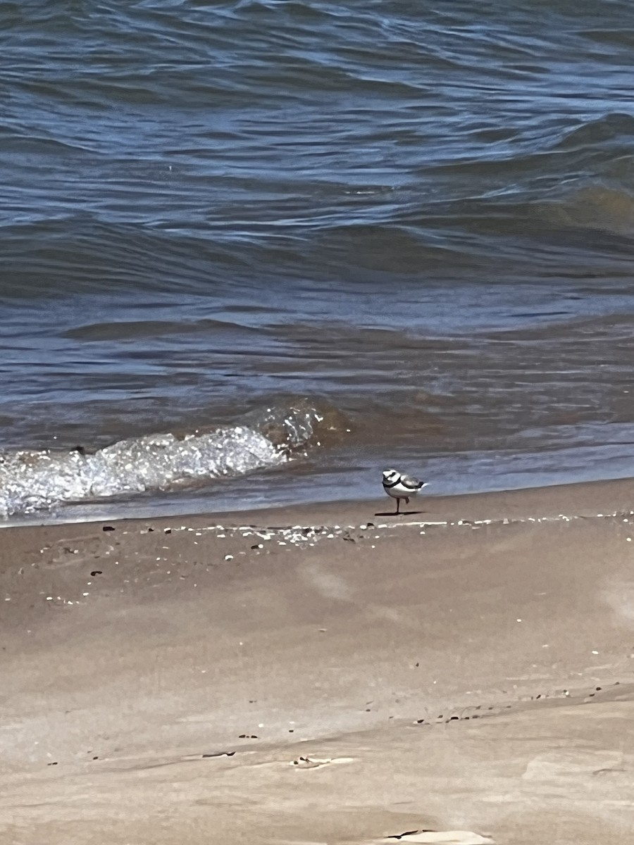 Piping Plover - ML620231128