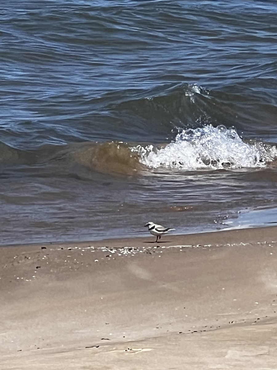 Piping Plover - ML620231129