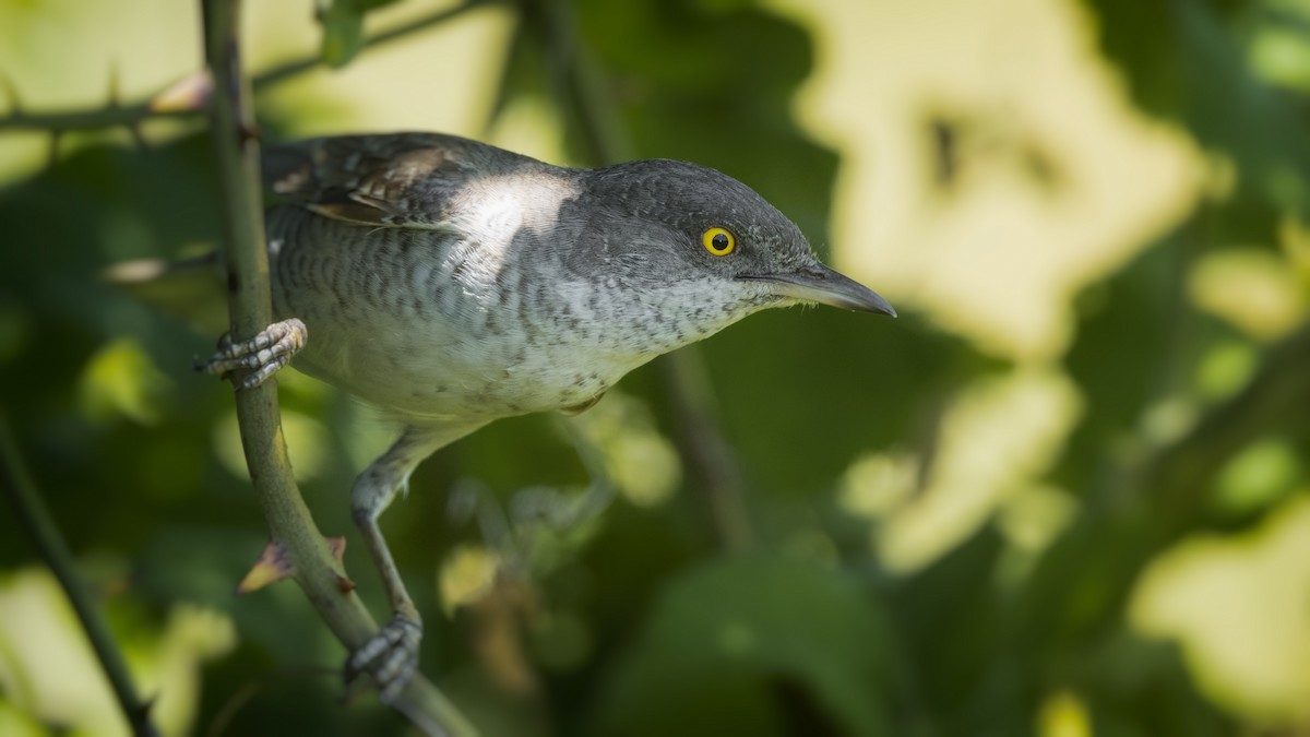 Barred Warbler - Alper Tüydeş