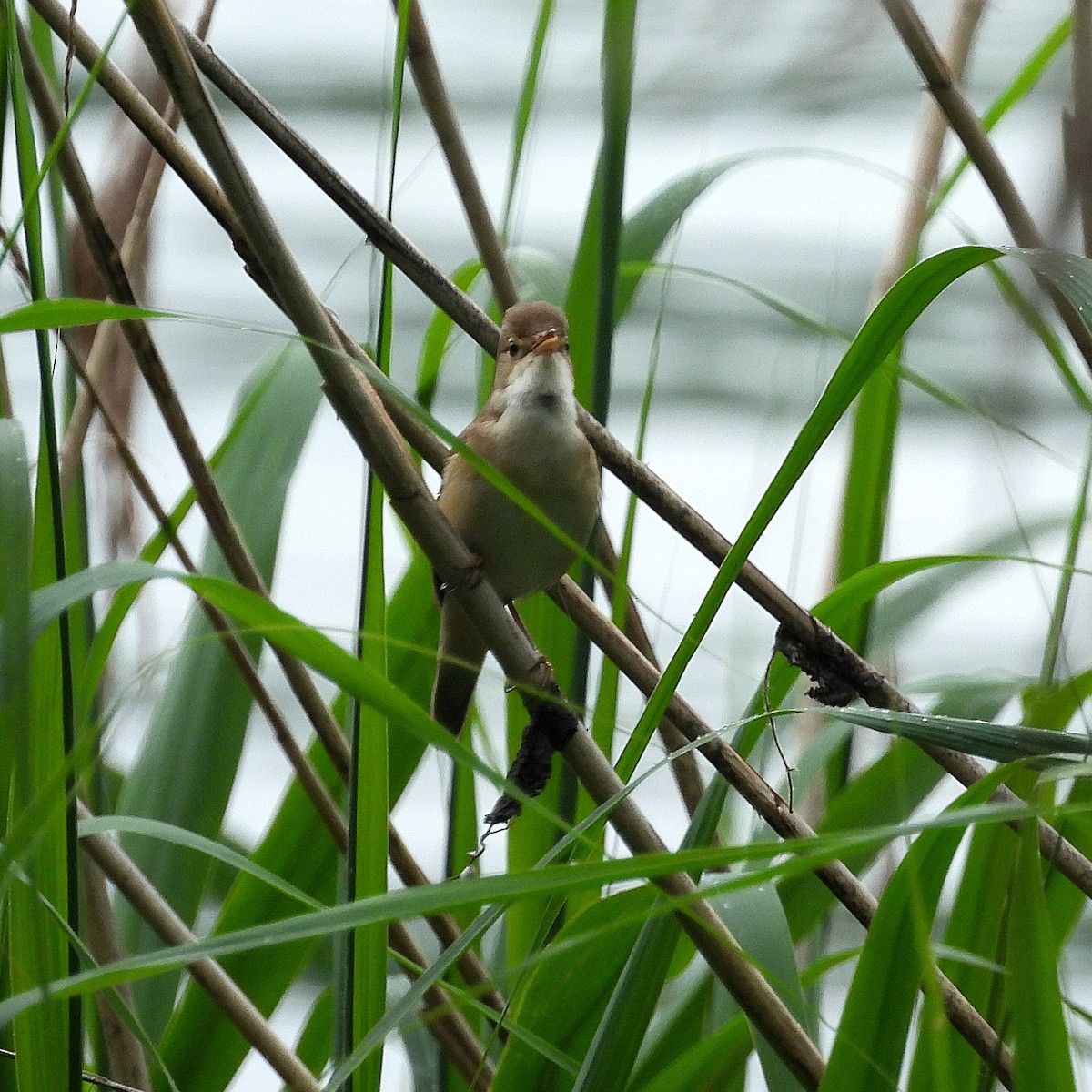 Common Reed Warbler - ML620231150