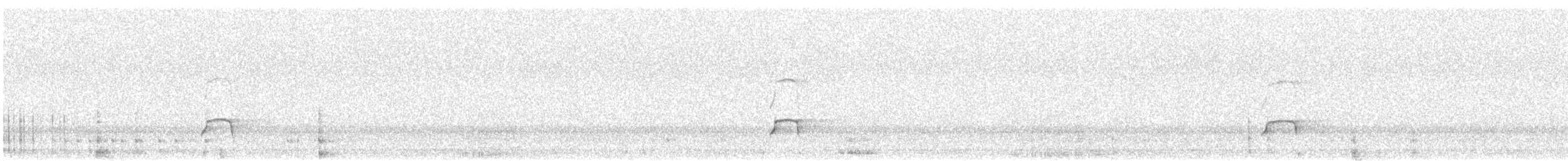 ústřičník velký (ssp. ostralegus/longipes) - ML620231151