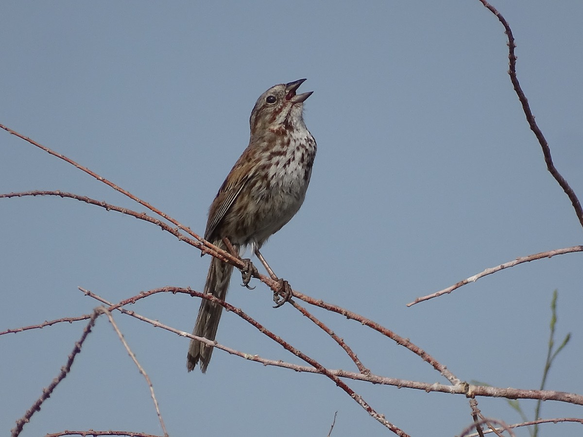 Song Sparrow - ML620231156