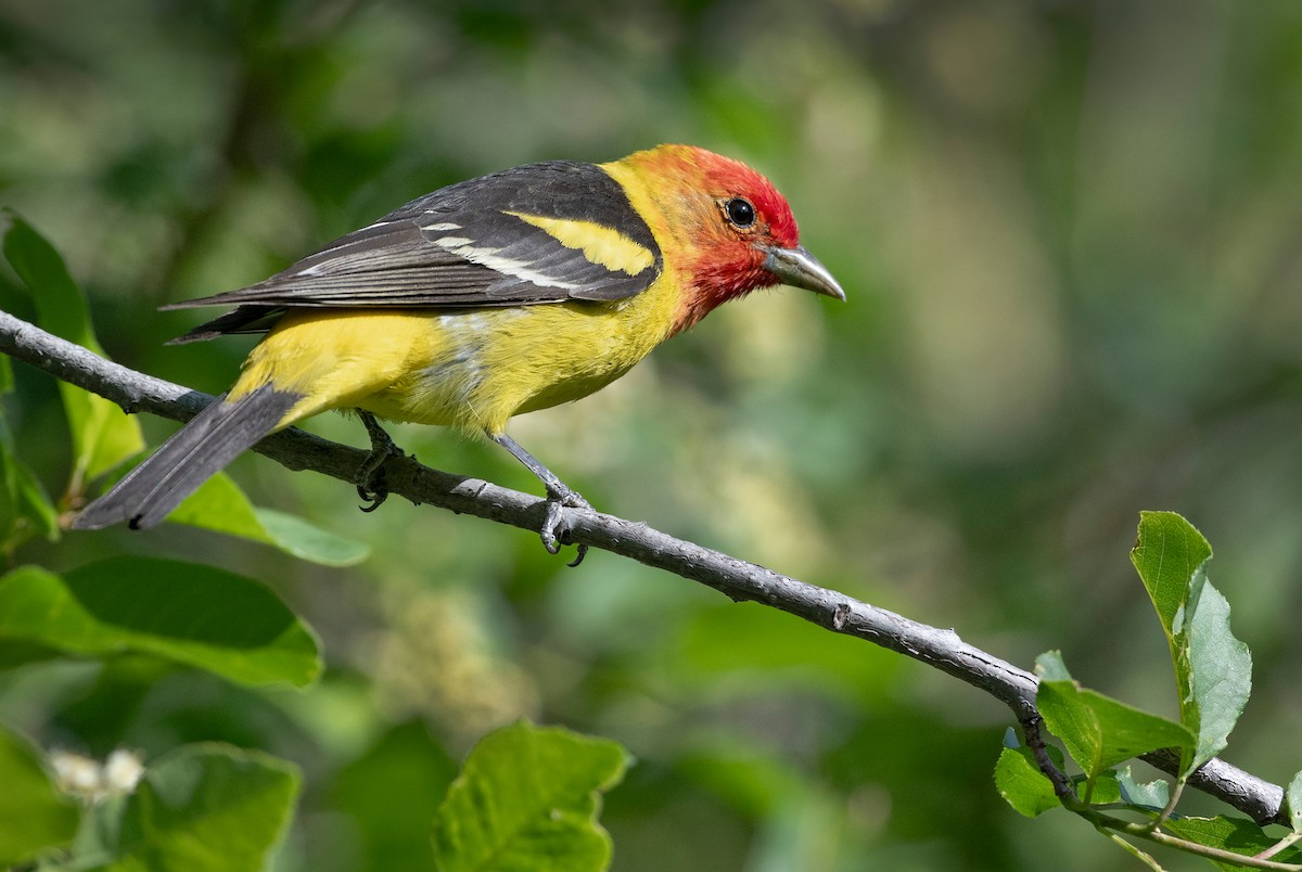 Western Tanager - ML620231159