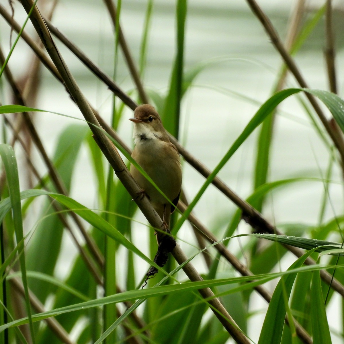 Common Reed Warbler - ML620231160