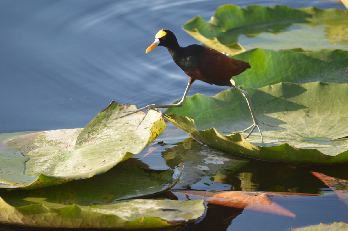 Jacana du Mexique - ML620231163