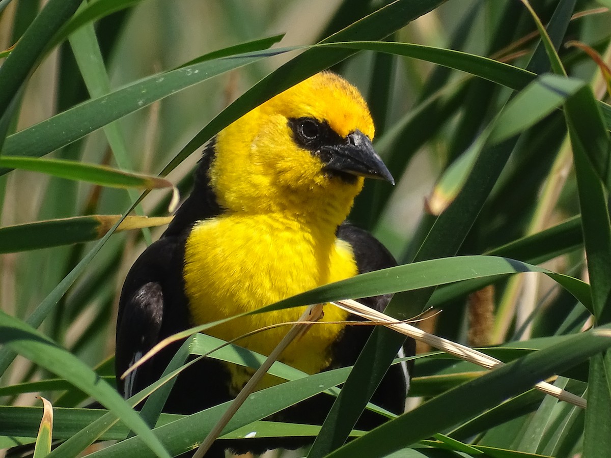Yellow-headed Blackbird - ML620231167