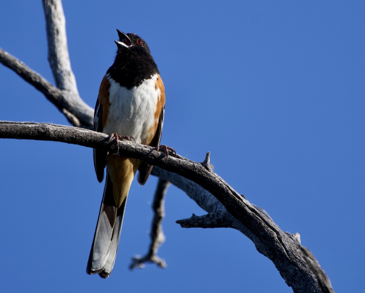 Spotted Towhee - ML620231175