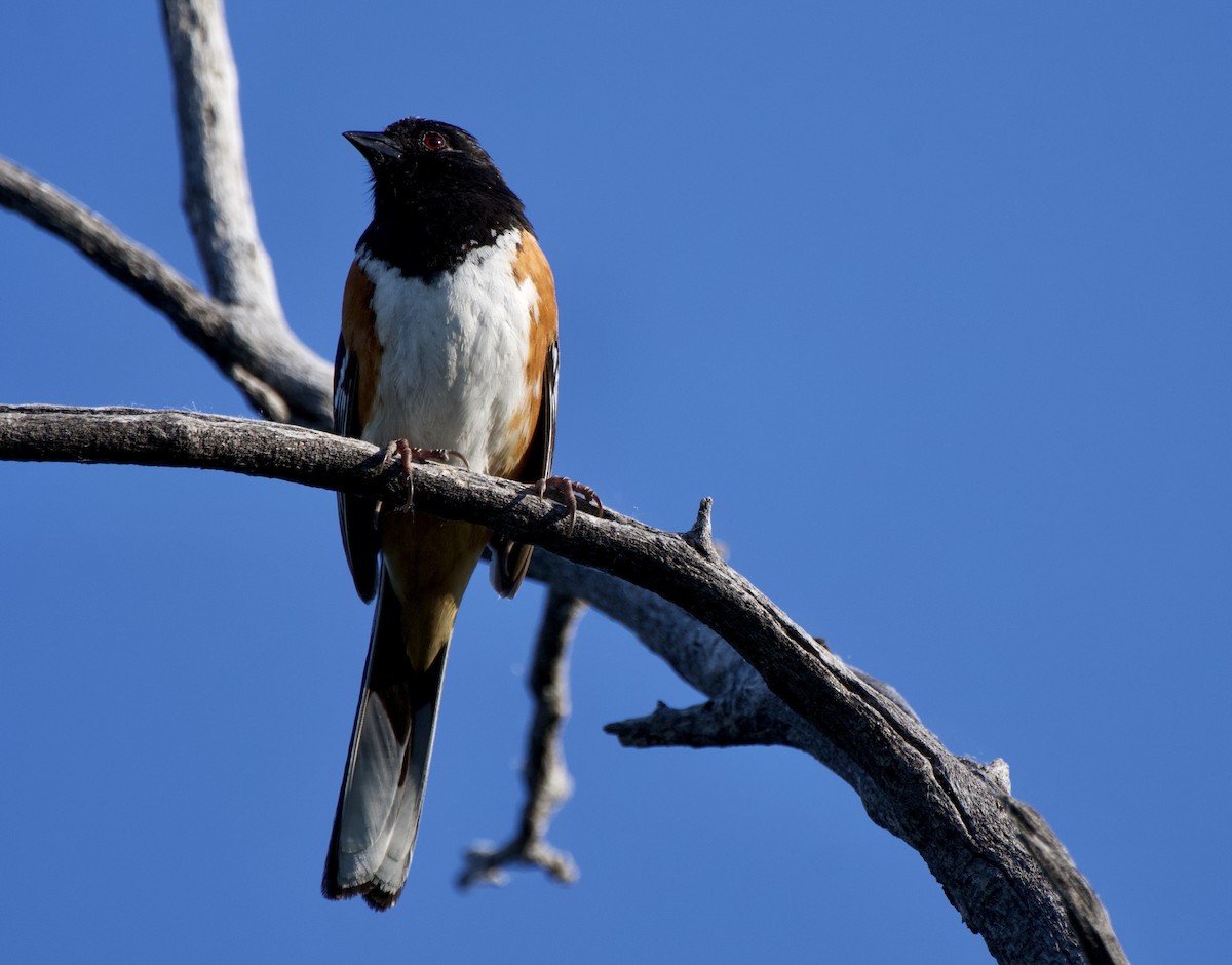 Spotted Towhee - ML620231176