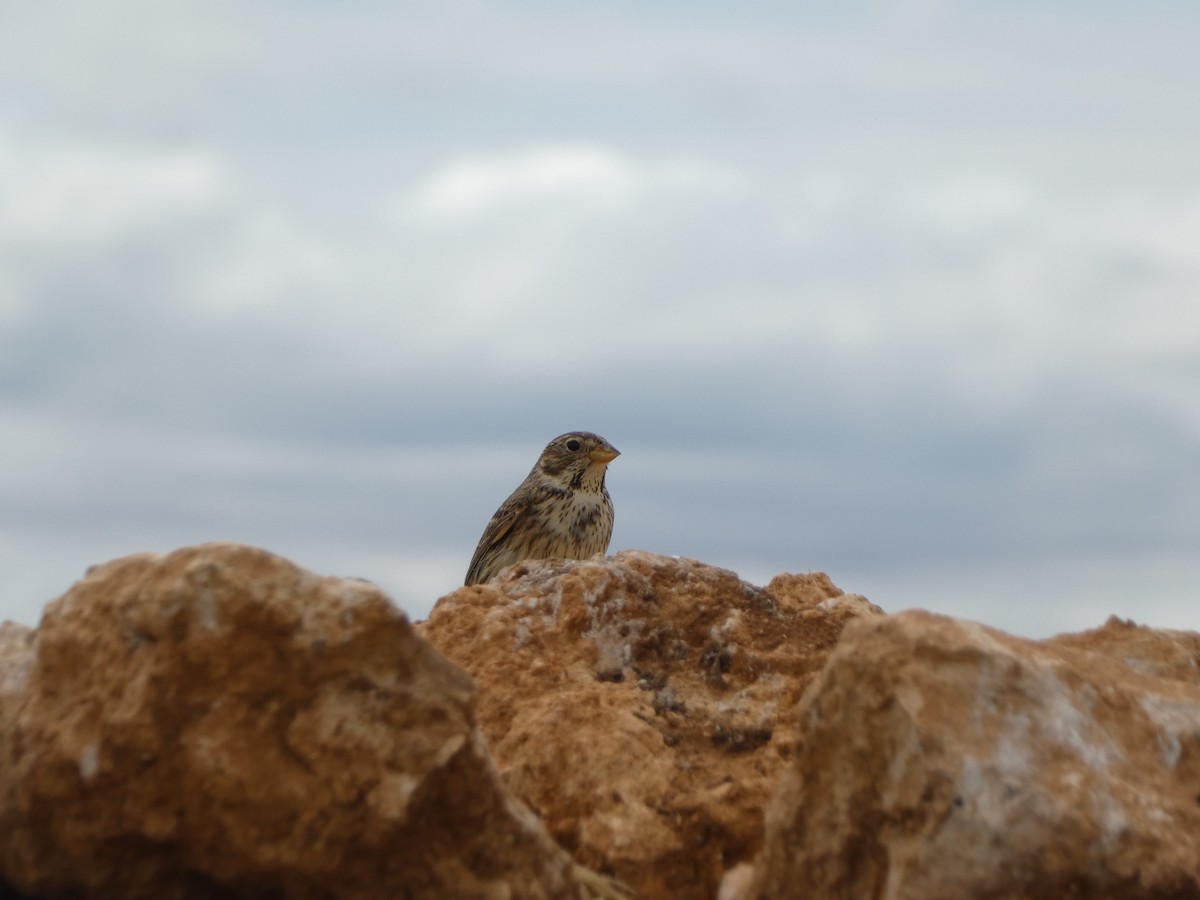 Corn Bunting - ML620231191