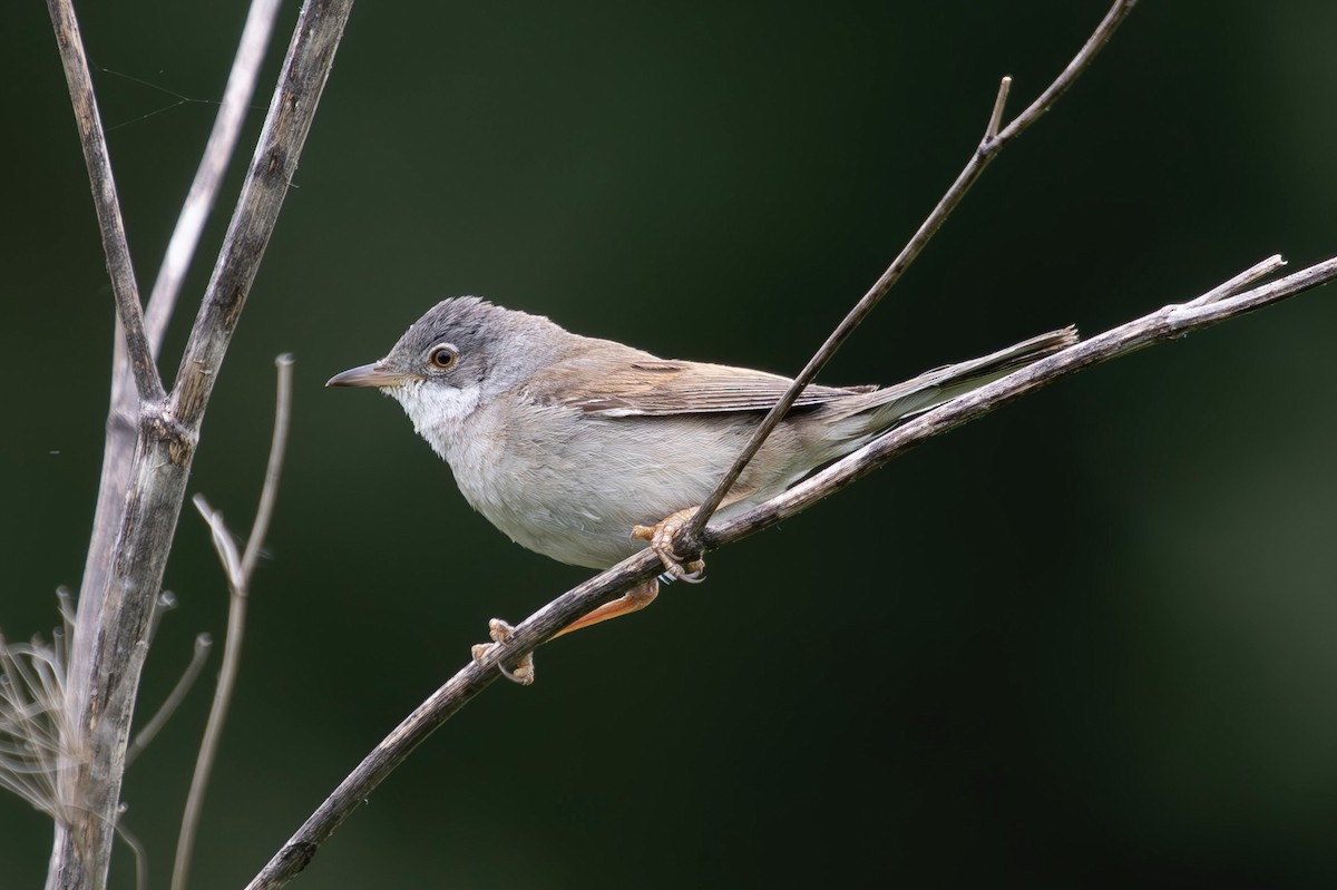 Greater Whitethroat - ML620231201