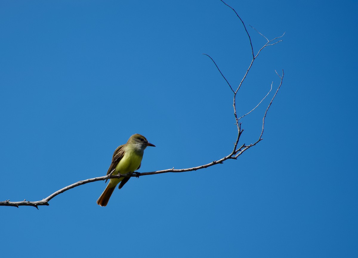 Great Crested Flycatcher - ML620231219