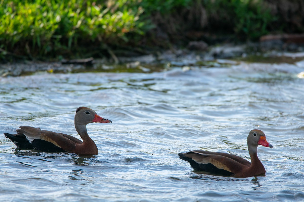 Dendrocygne à ventre noir - ML620231222