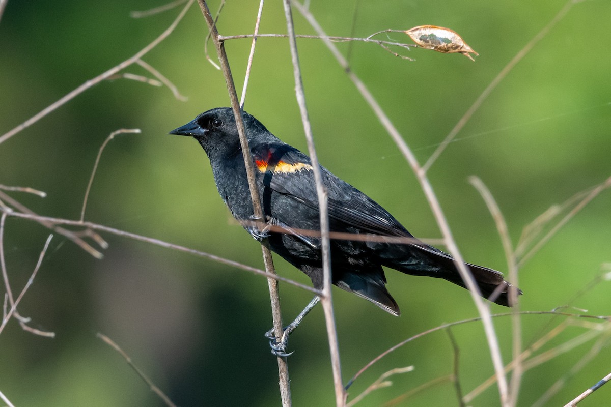 Red-winged Blackbird - ML620231230