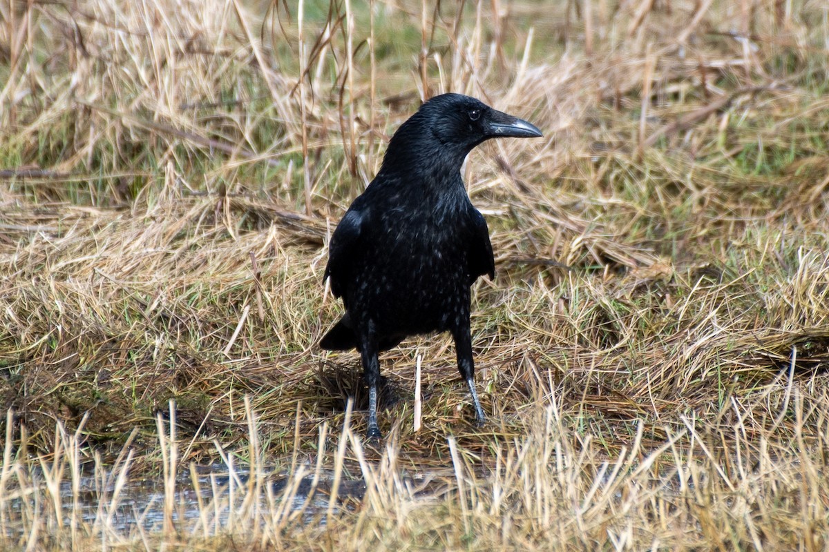 Carrion Crow - ML620231237