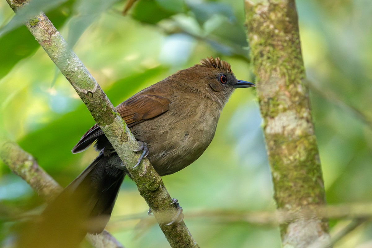 White-shouldered Fire-eye - Gustavo Dallaqua