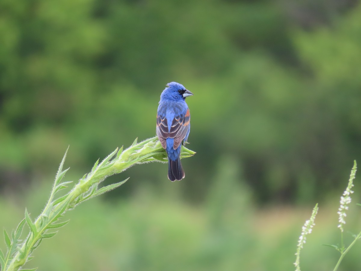 Blue Grosbeak - ML620231247