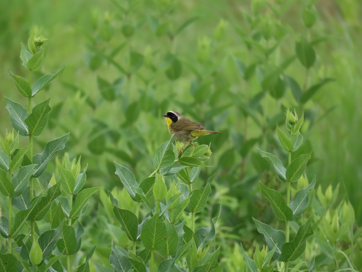 Common Yellowthroat - ML620231255