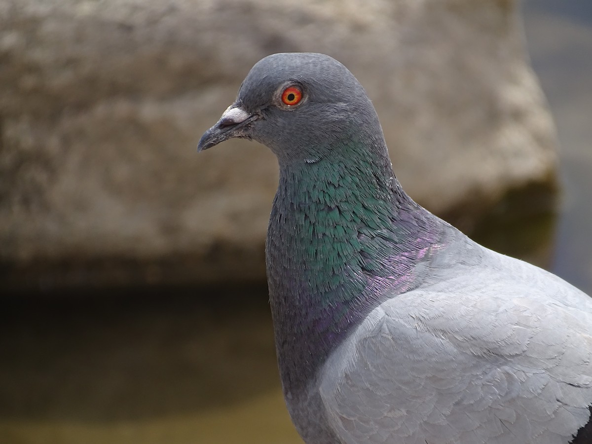 Rock Pigeon (Feral Pigeon) - ML620231257