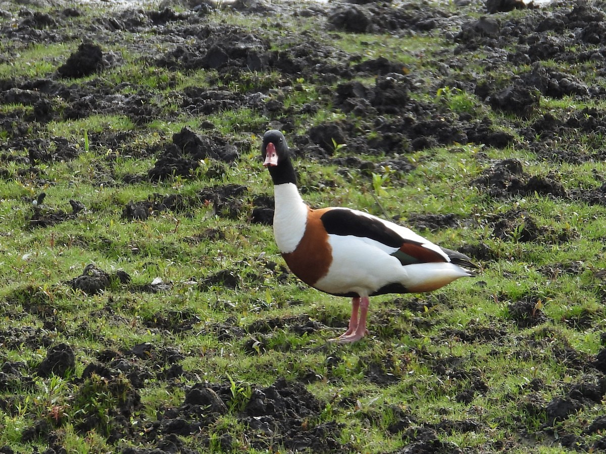 Common Shelduck - ML620231259