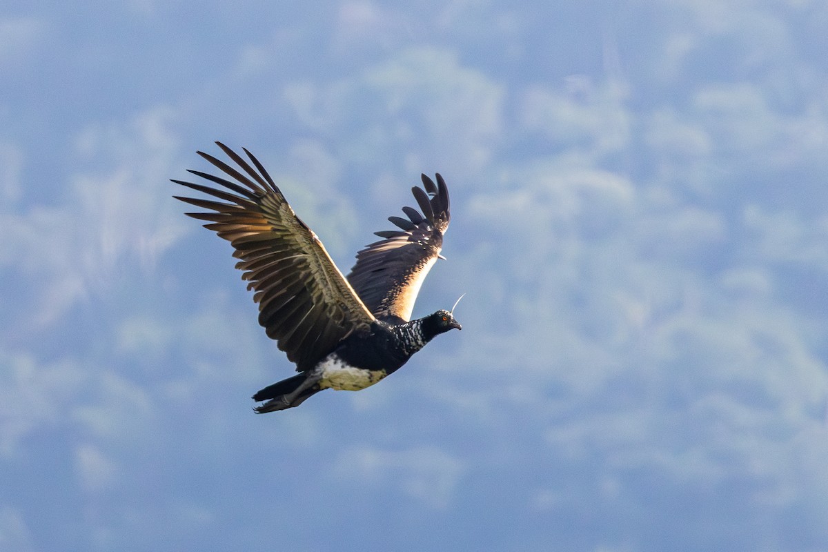 Horned Screamer - ML620231261