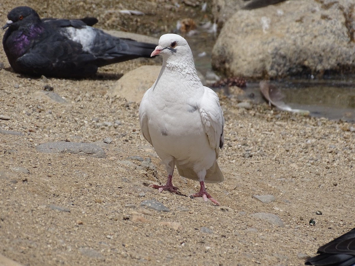Rock Pigeon (Feral Pigeon) - ML620231262
