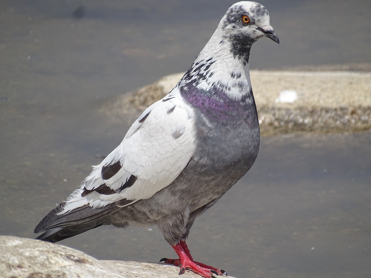 Pigeon biset (forme domestique) - ML620231264