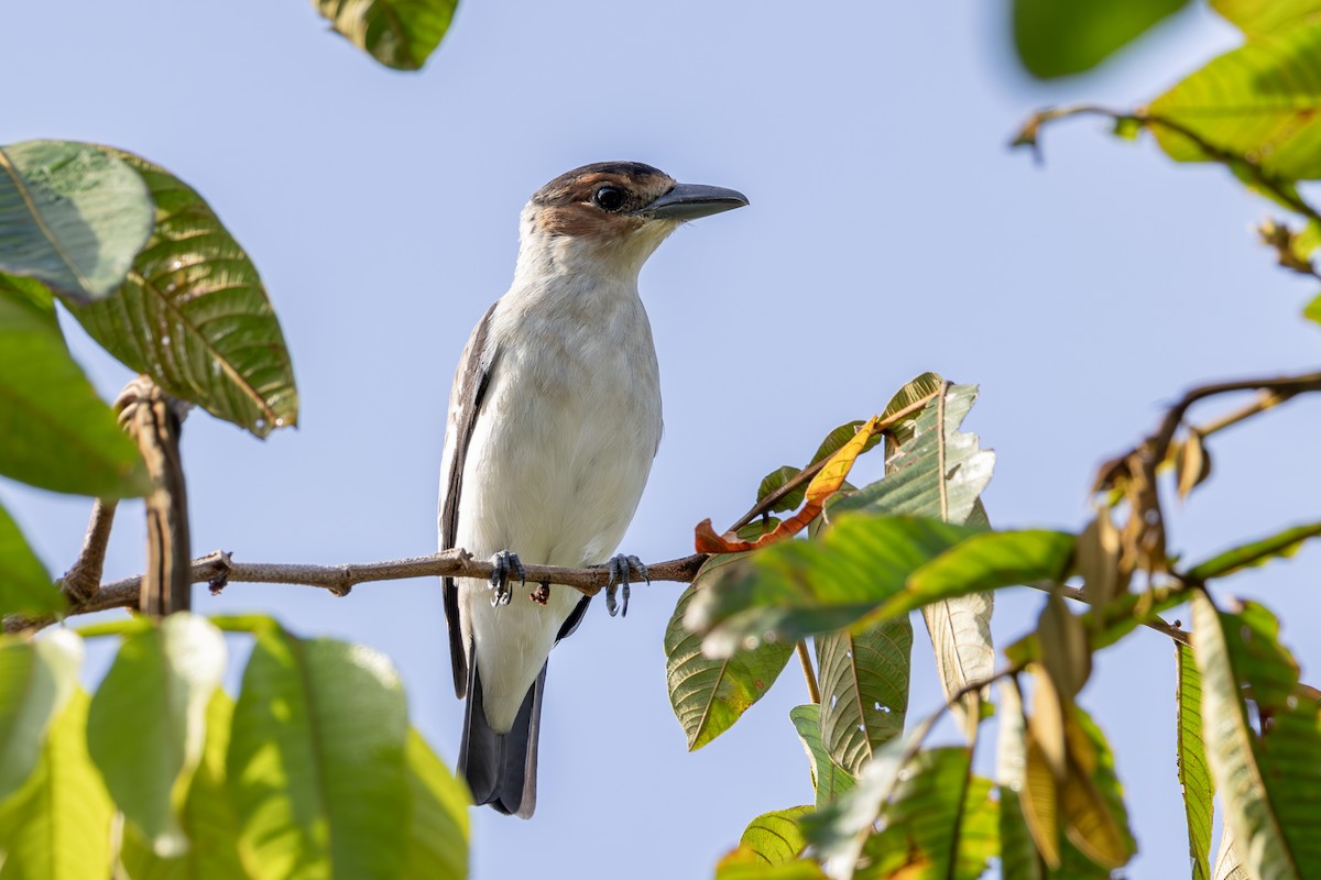 Black-crowned Tityra - ML620231265