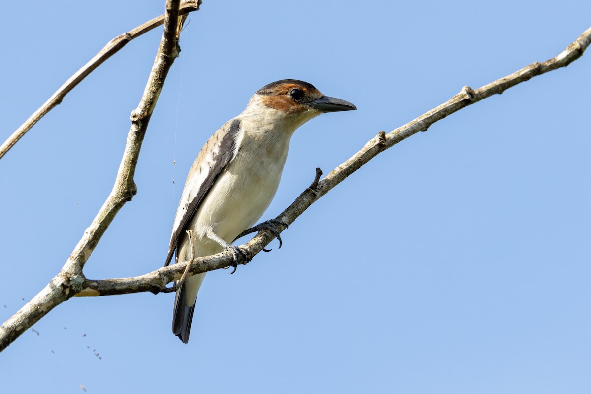 Black-crowned Tityra - ML620231266