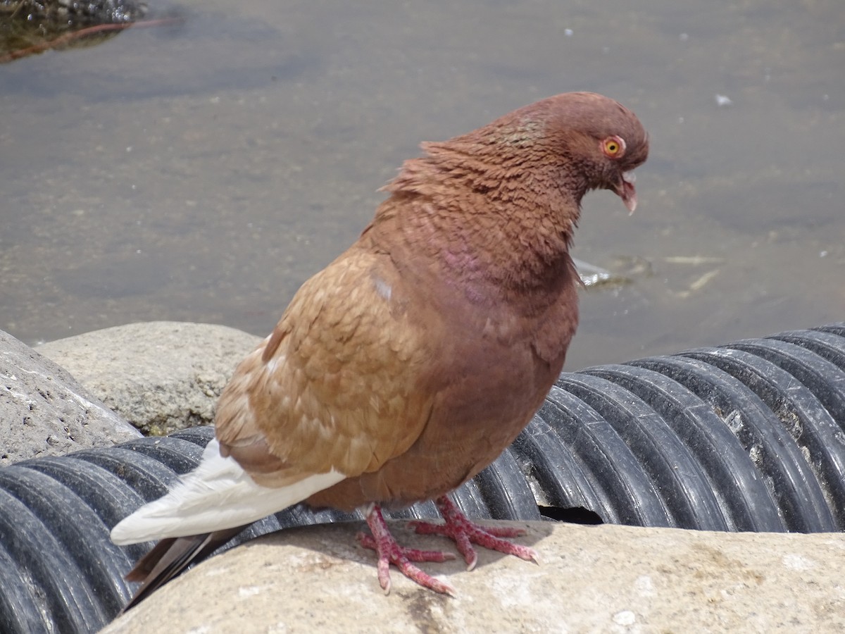 Rock Pigeon (Feral Pigeon) - ML620231267