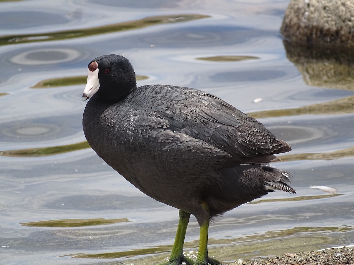 American Coot - ML620231273