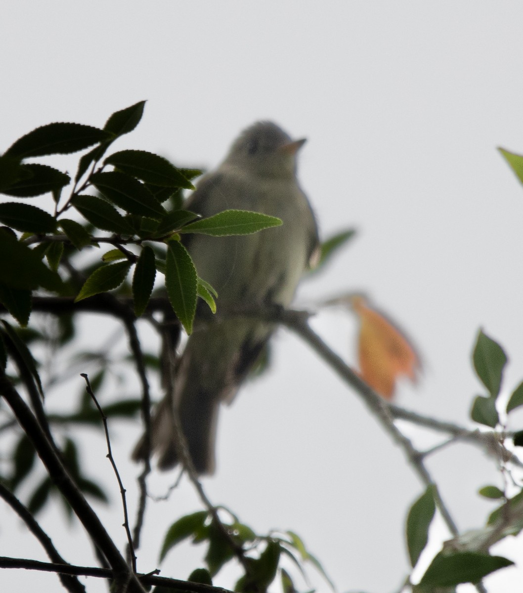 Eastern Wood-Pewee - ML620231279