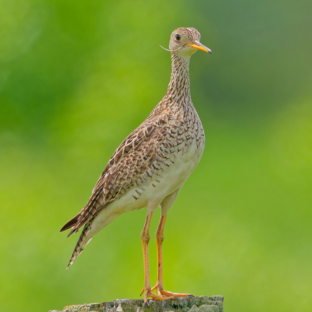 Upland Sandpiper - ML620231283