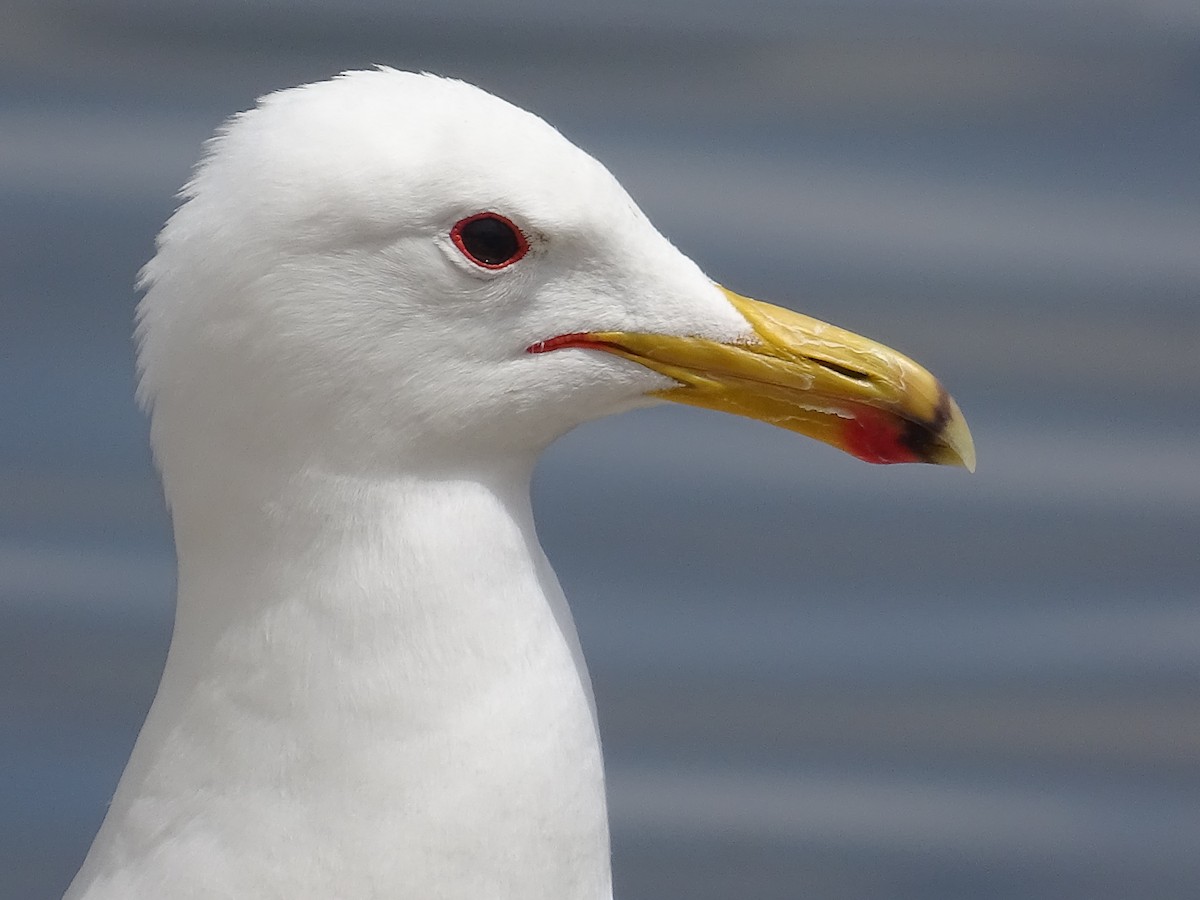 Gaviota Californiana - ML620231288