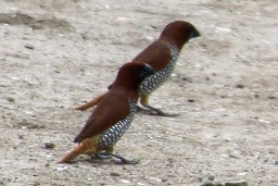 מוניה מפוספסת-חזה - ML620231295