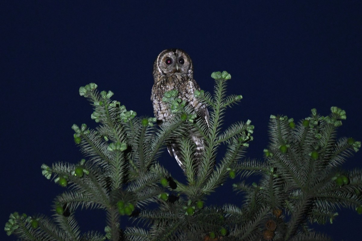 Himalayan Owl - ML620231299