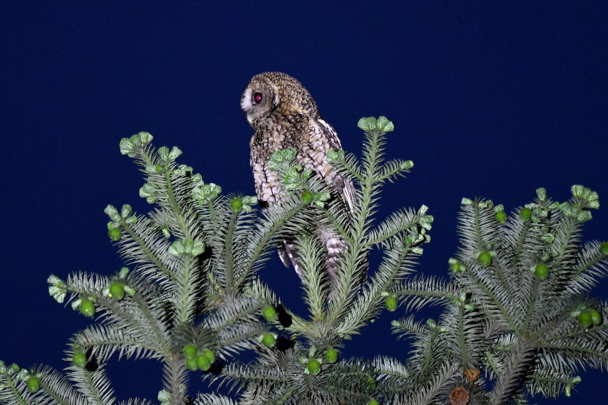 Himalayan Owl - Jerry Chen