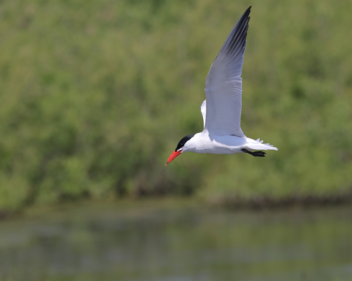 Caspian Tern - Myles McNally