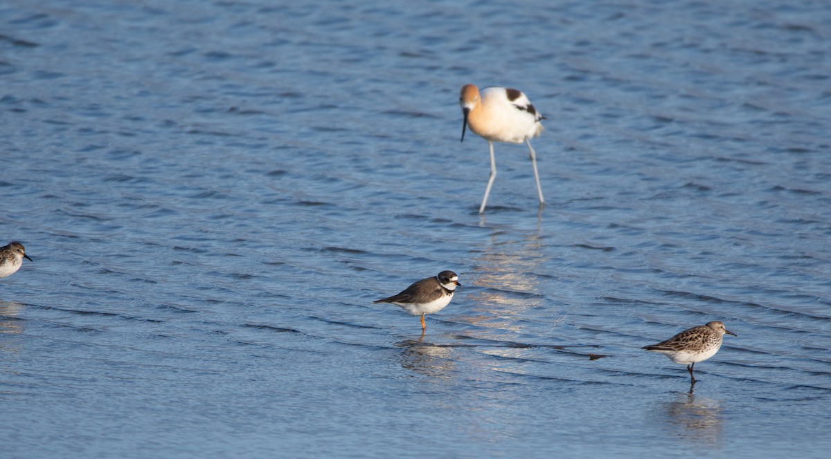 Semipalmated Plover - ML620231307