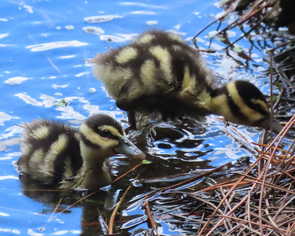 Black-bellied Whistling-Duck - ML620231329