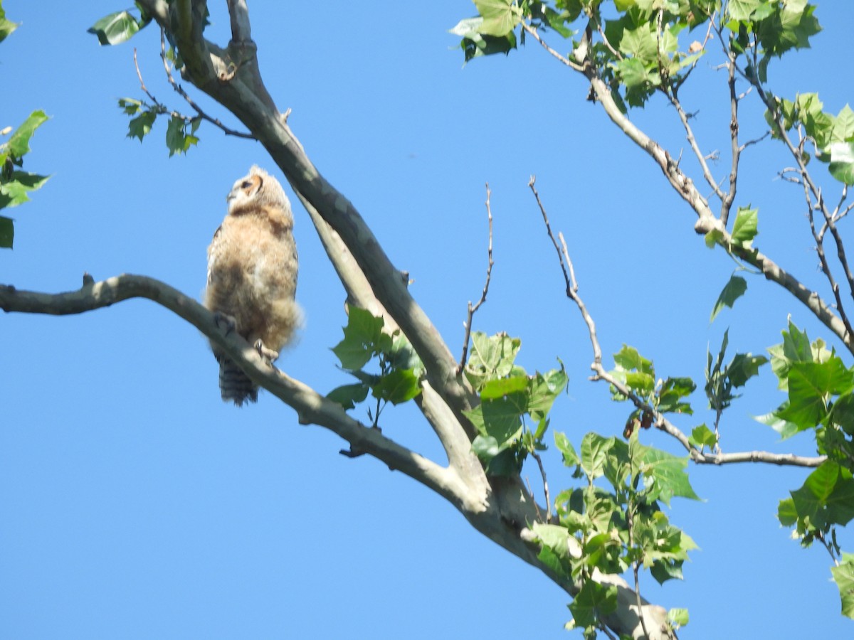 Great Horned Owl - ML620231337