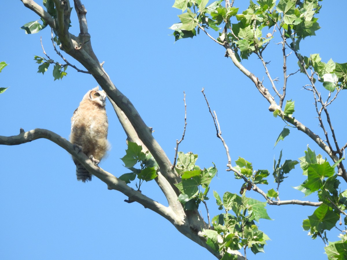 Great Horned Owl - ML620231347