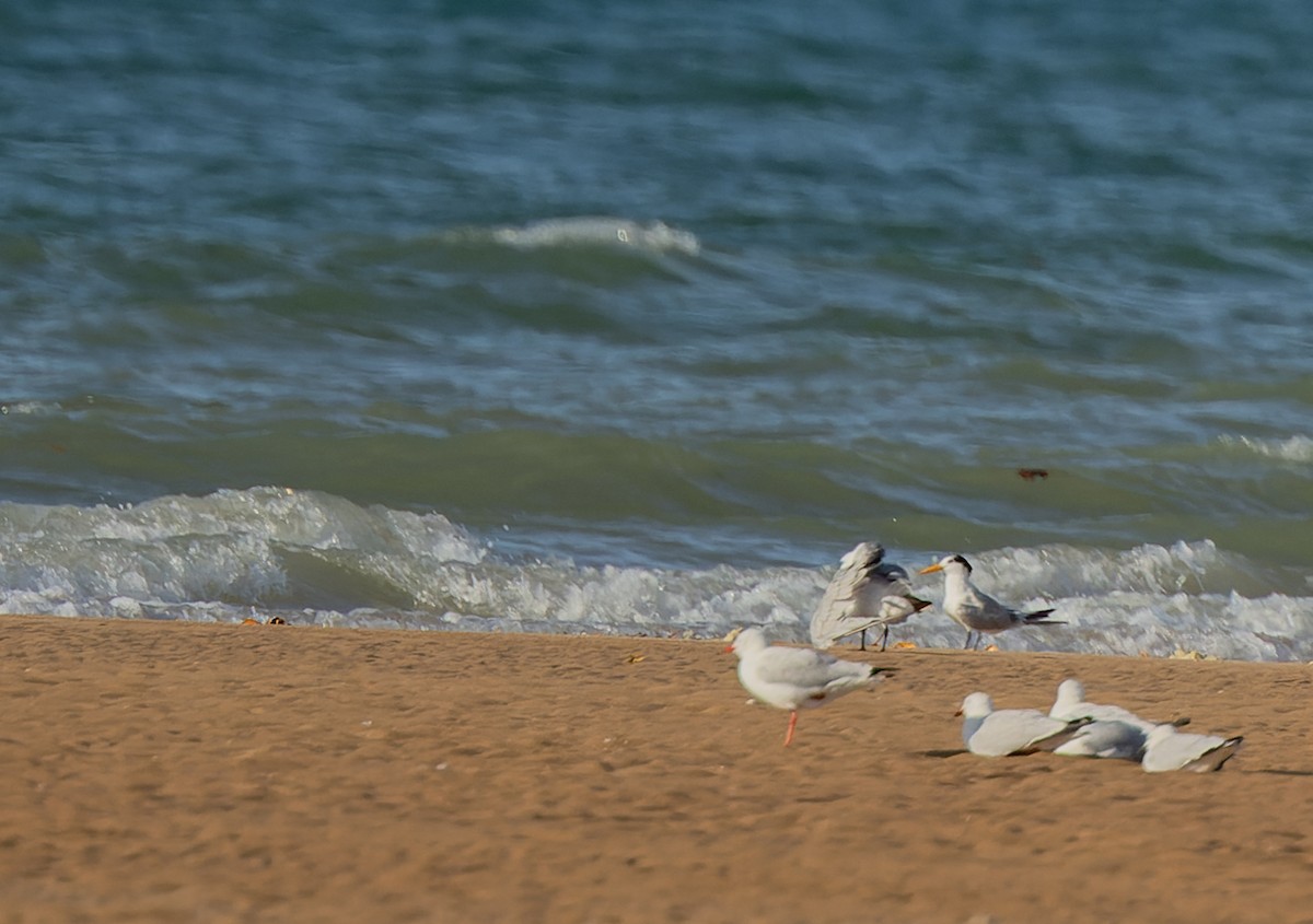 Lesser Crested Tern - ML620231353